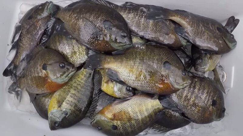 Bluegill