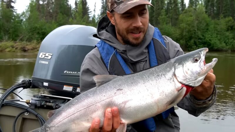 Coho Salmon