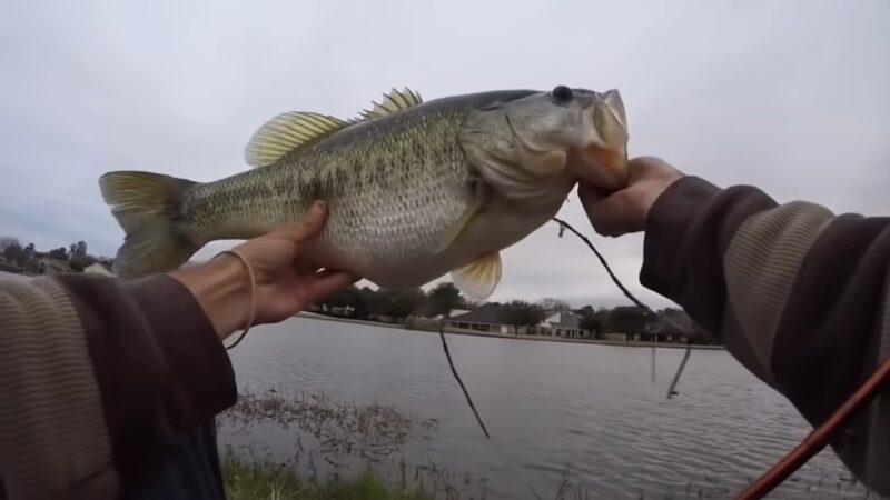 LARGEMOUTH BASS