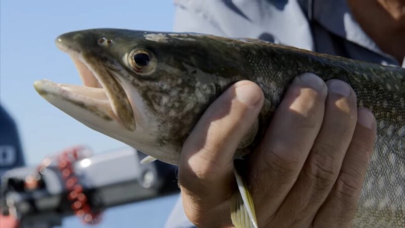 Lake Trout