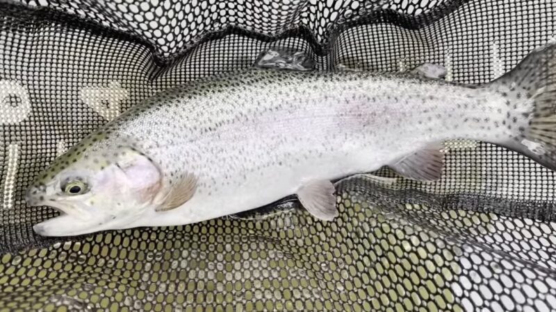 rainbow trout fishing